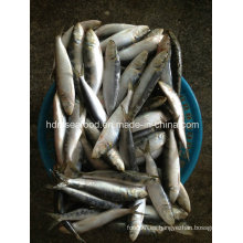 Pescado de marisco congelado de la sardina para el cebo